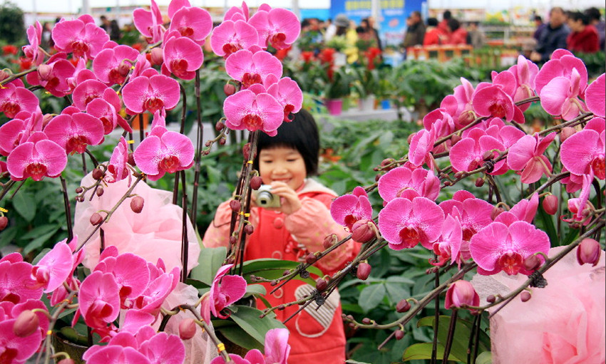 大業(yè)園林用年花裝扮您的春節(jié)，讓團(tuán)聚更加有滋有味