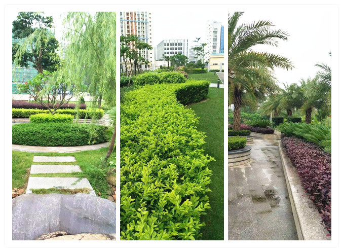 記住這些綠化養(yǎng)護(hù)技巧，植物更有活力!