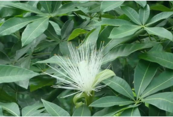 發(fā)財(cái)樹開花后怎么辦？